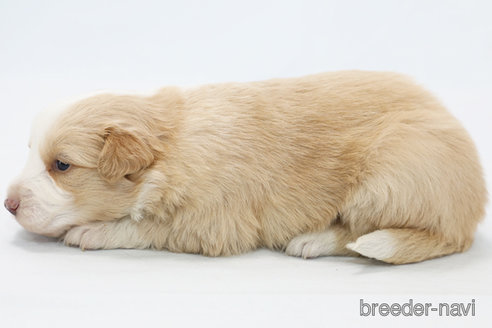 成約済の神奈川県のボーダーコリー-365375の5枚目